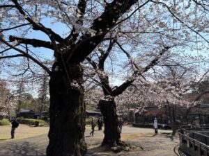 新年度が始まりました。